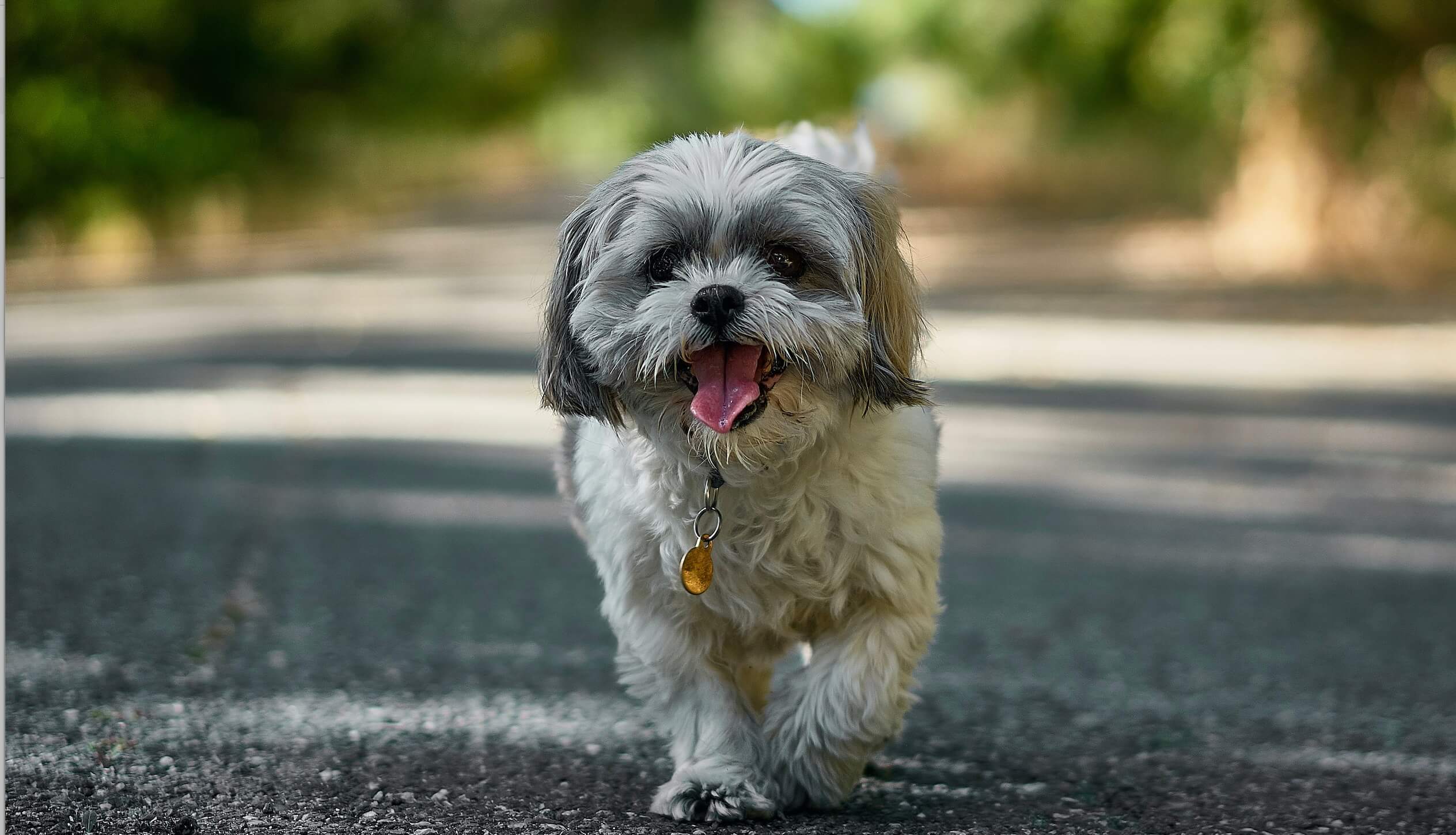 Shih Tzu