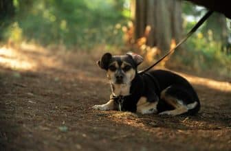 Alles wat je moet weten over een chihuahua / chiwawa