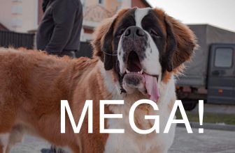 Dit zijn de grootste hondenrassen – een diepgaande blik