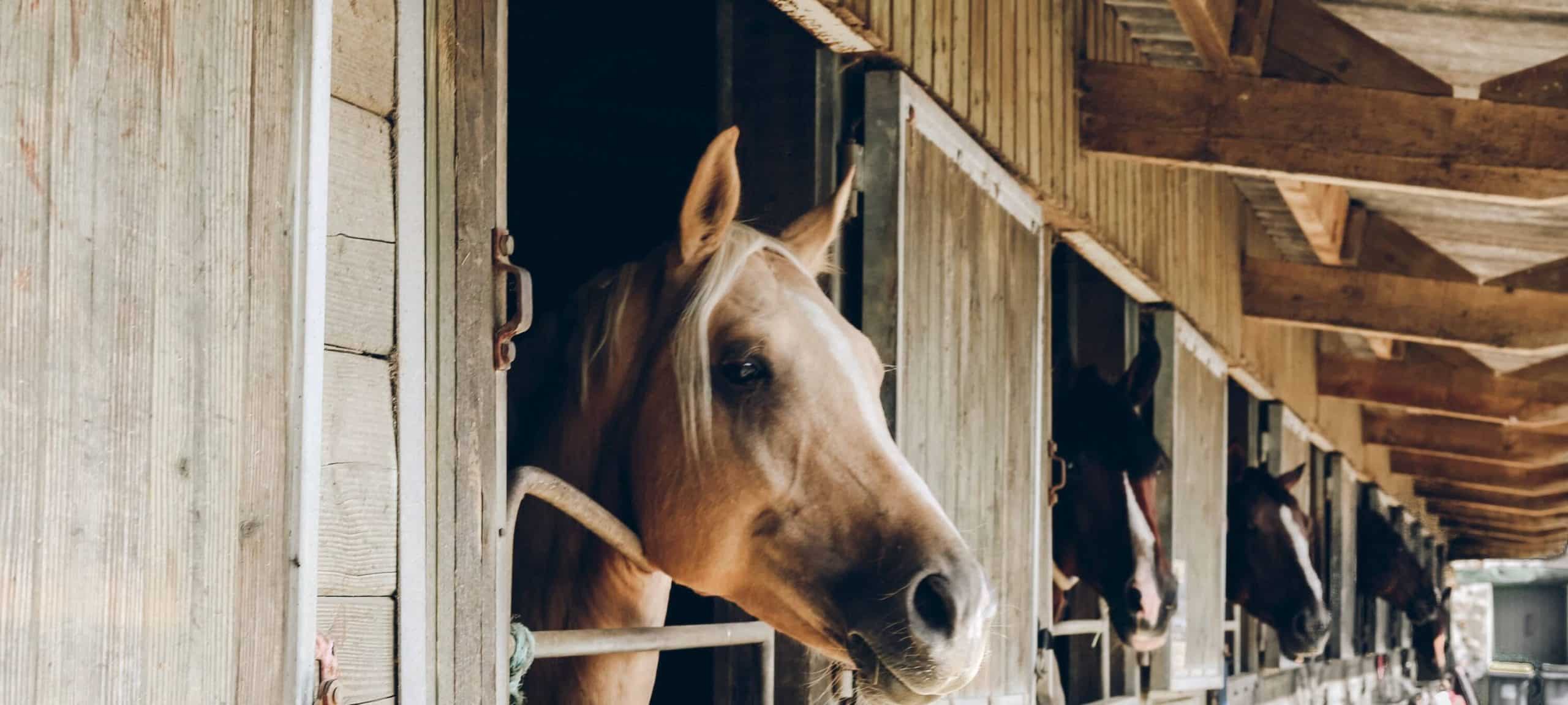 paard kosten