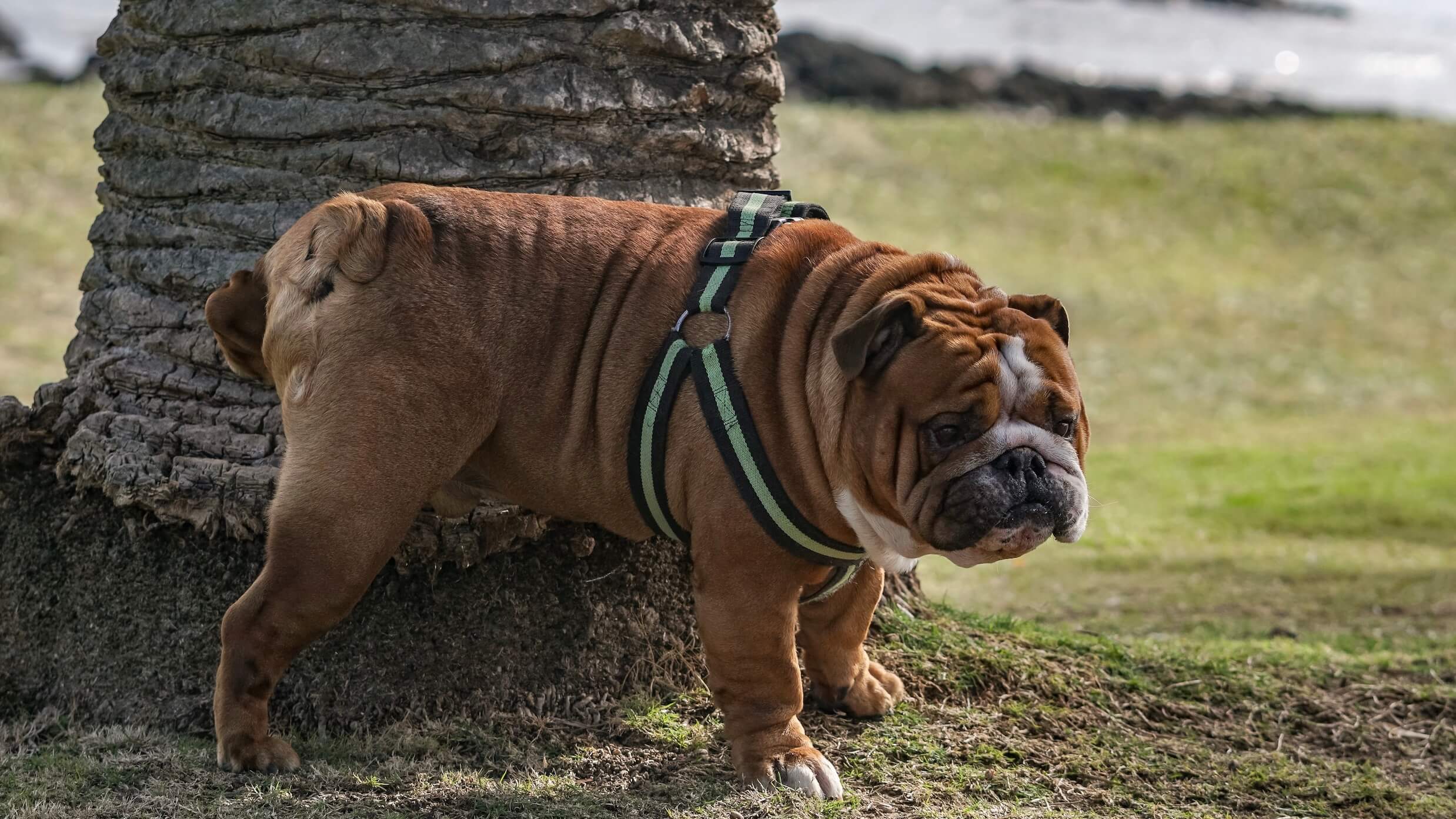 hond urine schoonmaken