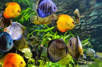 aquarium verzorgen vissen