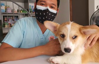 Hond wil niet brokken eten, maar wel koekjes. Hoe komt dat? - Huisdier informatie Hond Wil Niet Brokken Eten, Maar Wel Koekjes. Hoe Komt Dat? - Huisdier Informatie