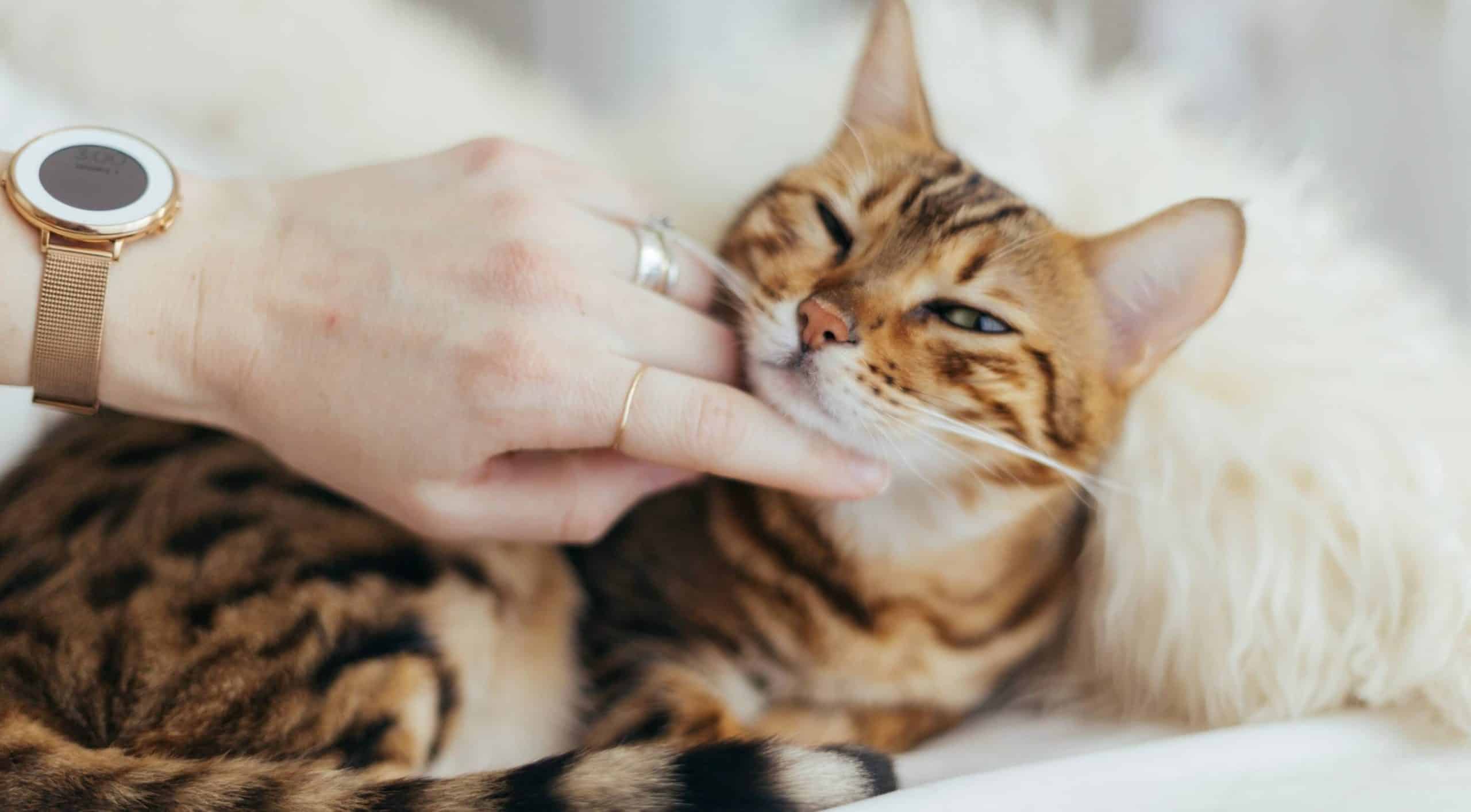 Verzekering kat