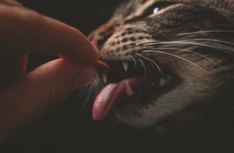 voordelen nadelen kattenvoer dispenser