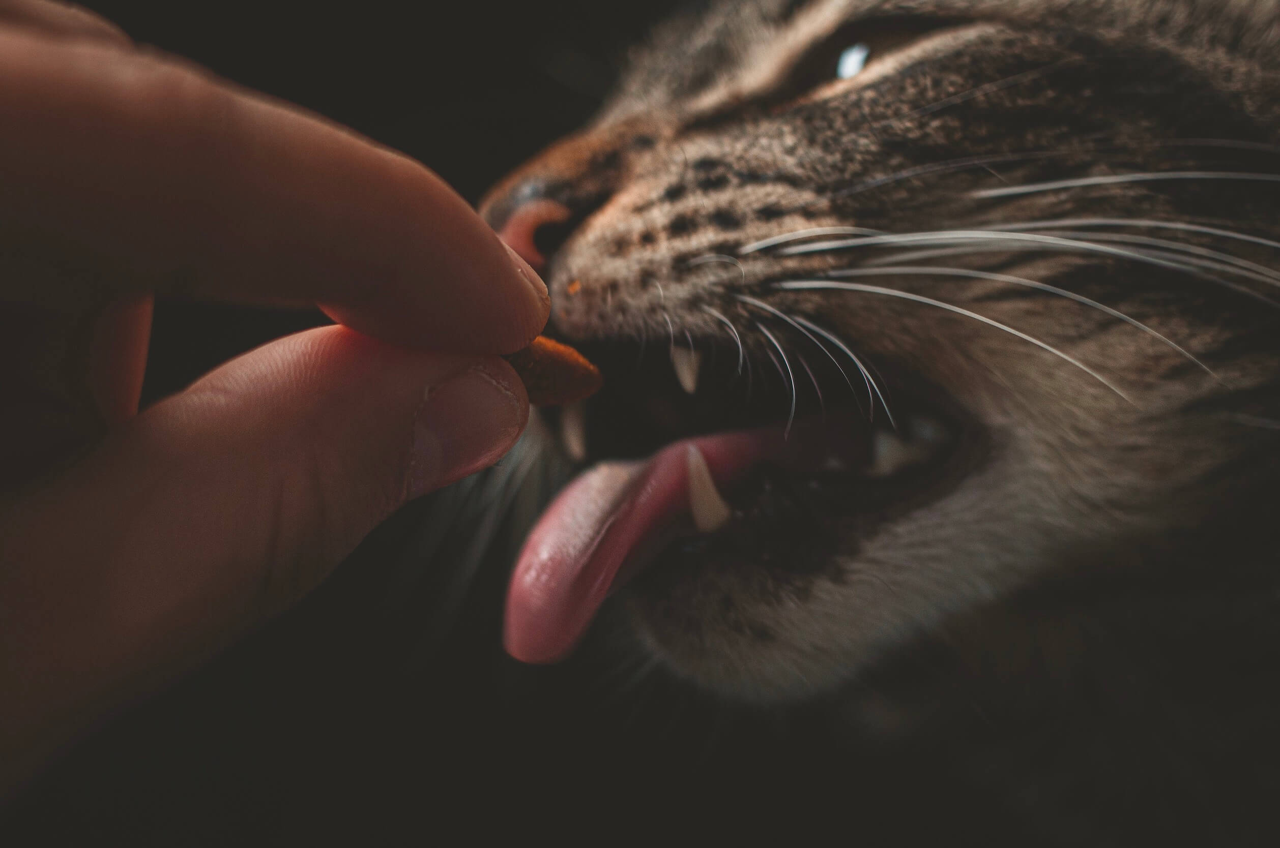 voordelen nadelen kattenvoer dispenser