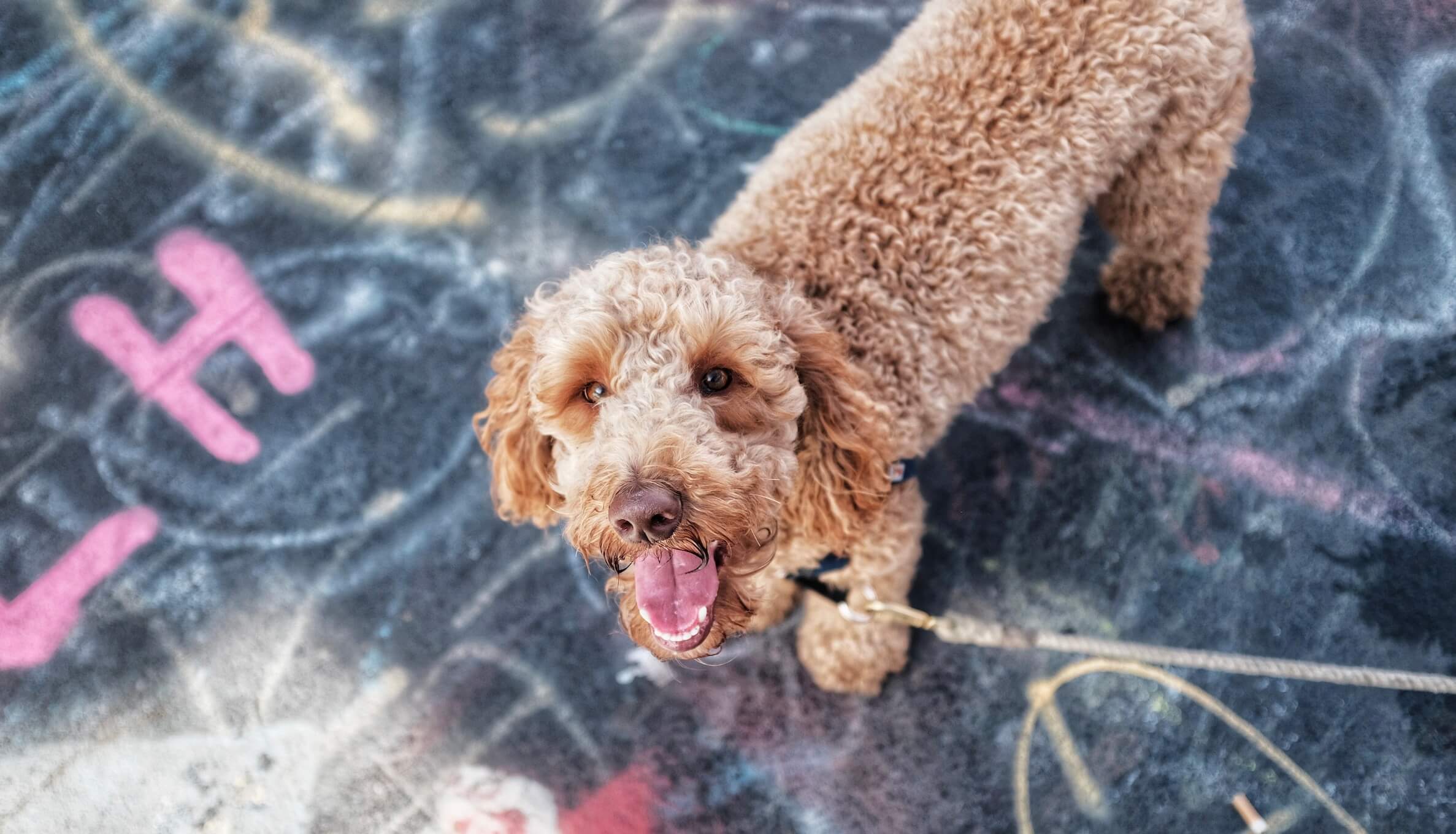 labradoodle vacht