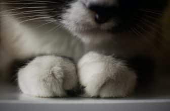 katten kneden