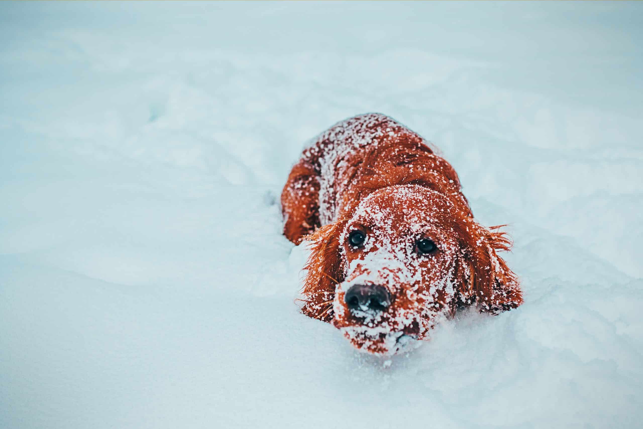 hond buiten slapen