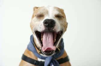 Dit is waarom jouw hond gaapt
