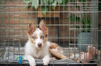 hond piept in bench