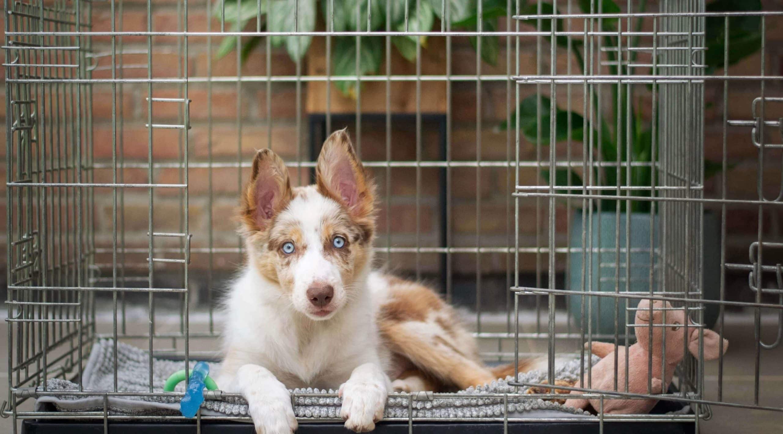 hond piept in bench