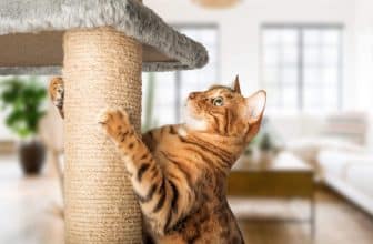 De meerwaarde van een krabpaal voor een kat