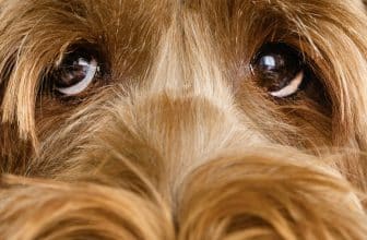 Deze zaken moet je nooit aan je hond voeren omwille van gezondheidsredenen