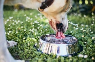 Zo vaak moet je het water in de drinkbak van je hond verversen