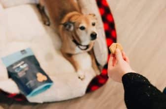 hond snack voor nacht