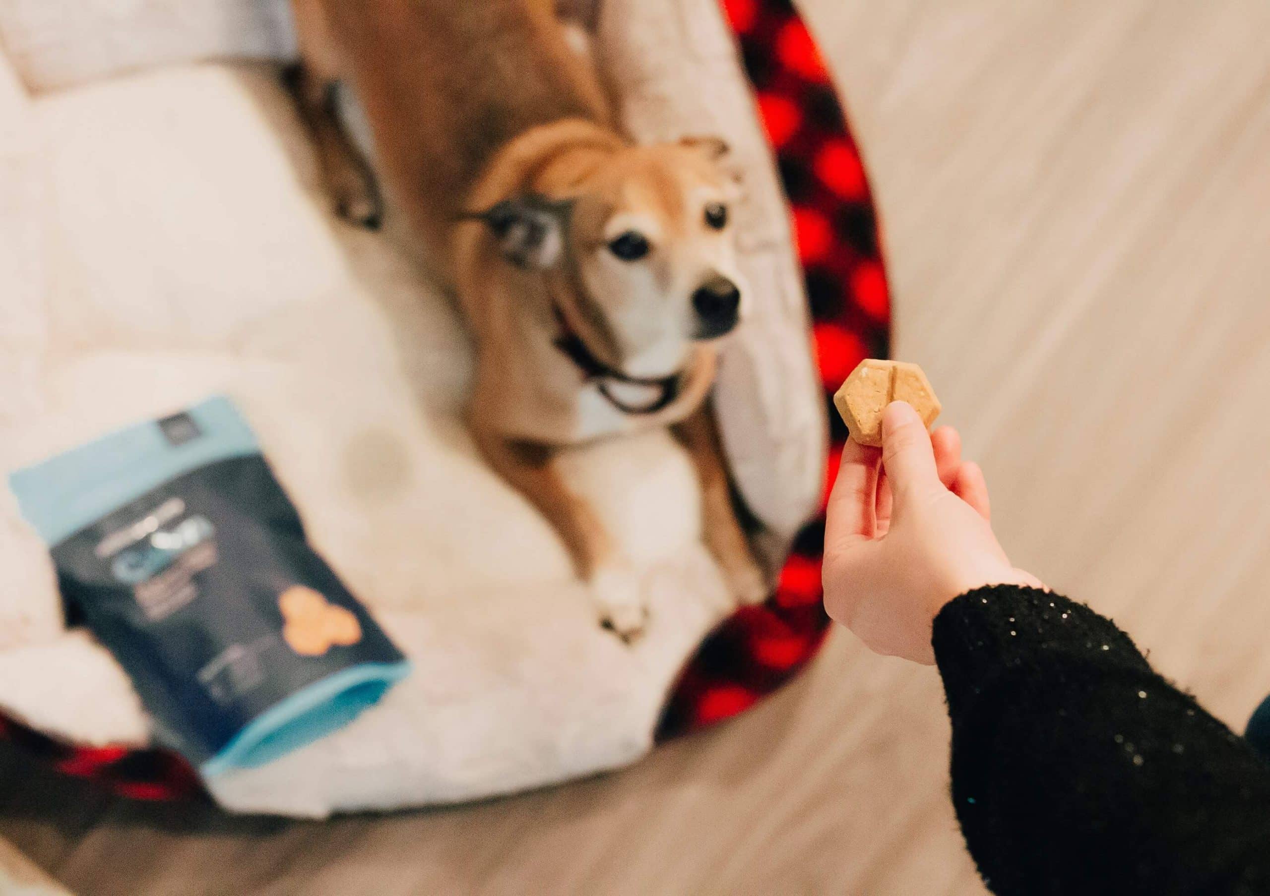 hond snack voor nacht