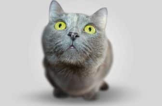 Deze zaken moet je nooit aan je kat voeren omwille van gezondheidsredenen