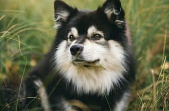 Een geruststellende start voor een nieuw huisdier