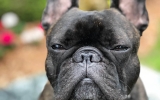 Dit is de levensverwachting van een Franse Bulldog