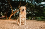 Zo oud wordt een Golden Retreiver hond gemiddeld