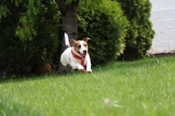 Zo oud wordt een Jack Russell Terrier gemiddeld