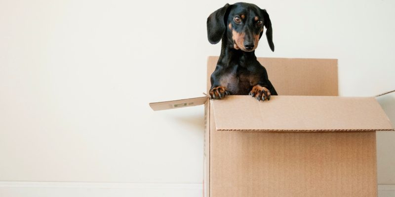 Zo oud wordt een teckel hond gemiddeld