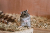 Wat eet een hamster? De Complete Voedingsgids