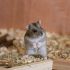 Wat kost een hamster? Hier vind je het  totaaloverzicht