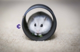 Wat kost een hamster? Hier vind je het  totaaloverzicht