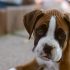 Zo oud wordt een Jack Russell Terrier gemiddeld