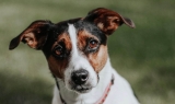 Alles wat je moet weten over de Jack Russell Terrier
