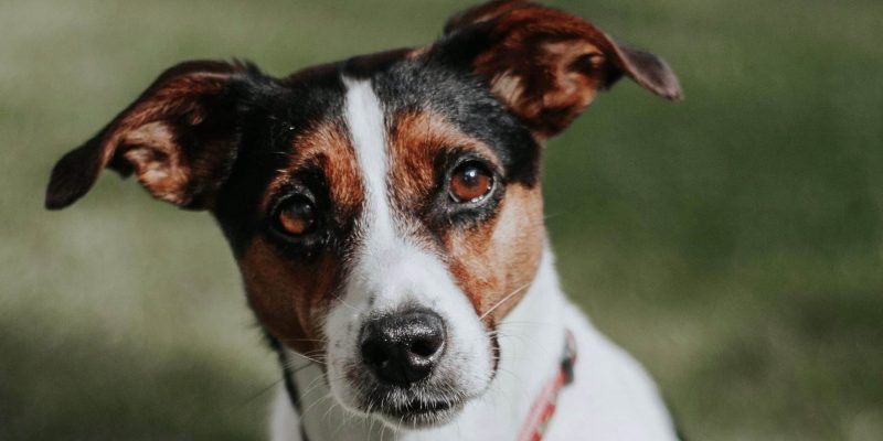 Alles wat je moet weten over de Jack Russell Terrier