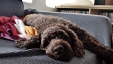 Alles wat je moet weten over de labradoodle