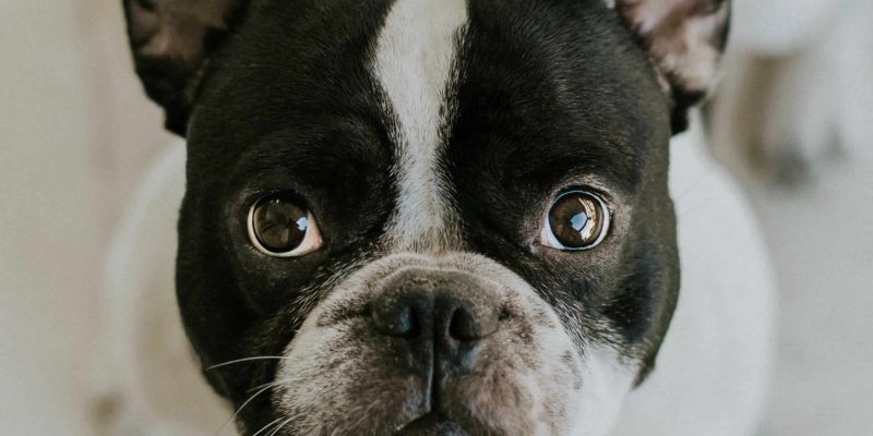 Alles wat je moet weten over de Franse Bulldog