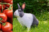 Mogen konijnen tomaat? Hier lees je er over!