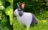 Mogen konijnen broccoli?