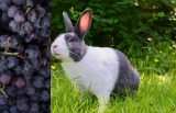 Mogen konijnen druiven? Hier lees je er over
