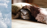 Kan een kat het koud hebben? Lees meer over kou bij katten