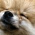Mogen honden druiven eten? Wij geven antwoord