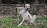 5 redenen waarom je hond jeuk heeft + oplossingen