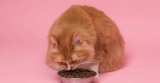 5 oorzaken waarom een kat niet wil eten + oplossingen