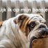 Dit zijn de populairste waakhond rassen