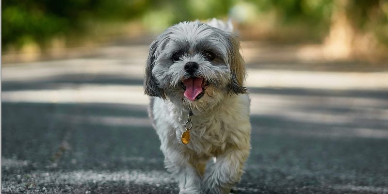 Alles wat je moet weten over een Shih Tzu hond