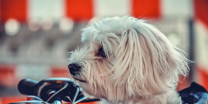 Alles wat je moet weten over een Maltezer hond