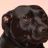 Geeft jouw hond pootjes? Dit is wat ie probeert te zeggen!