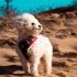 Geeft jouw hond pootjes? Dit is wat ie probeert te zeggen!