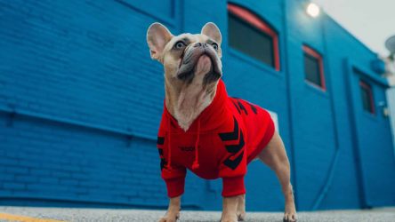 Wat je moet weten over heupdysplasie bij honden – info en preventie