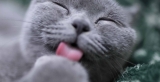 Waarom heeft een kat een ruwe tong?