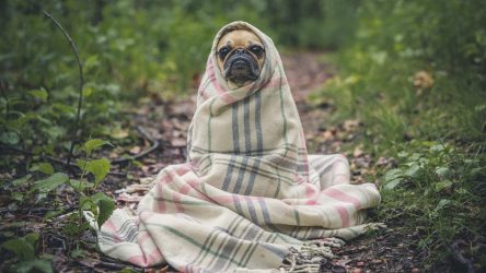 Hoe weet ik of mijn hond vlooien heeft? De complete gids!